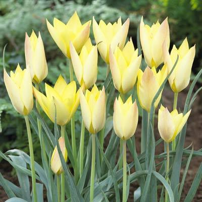 Tulipa linifolia 'Honky Tonk'